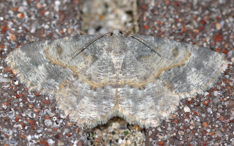 Charissa (Euchrognophos) variegata (Duponchel, 1830)